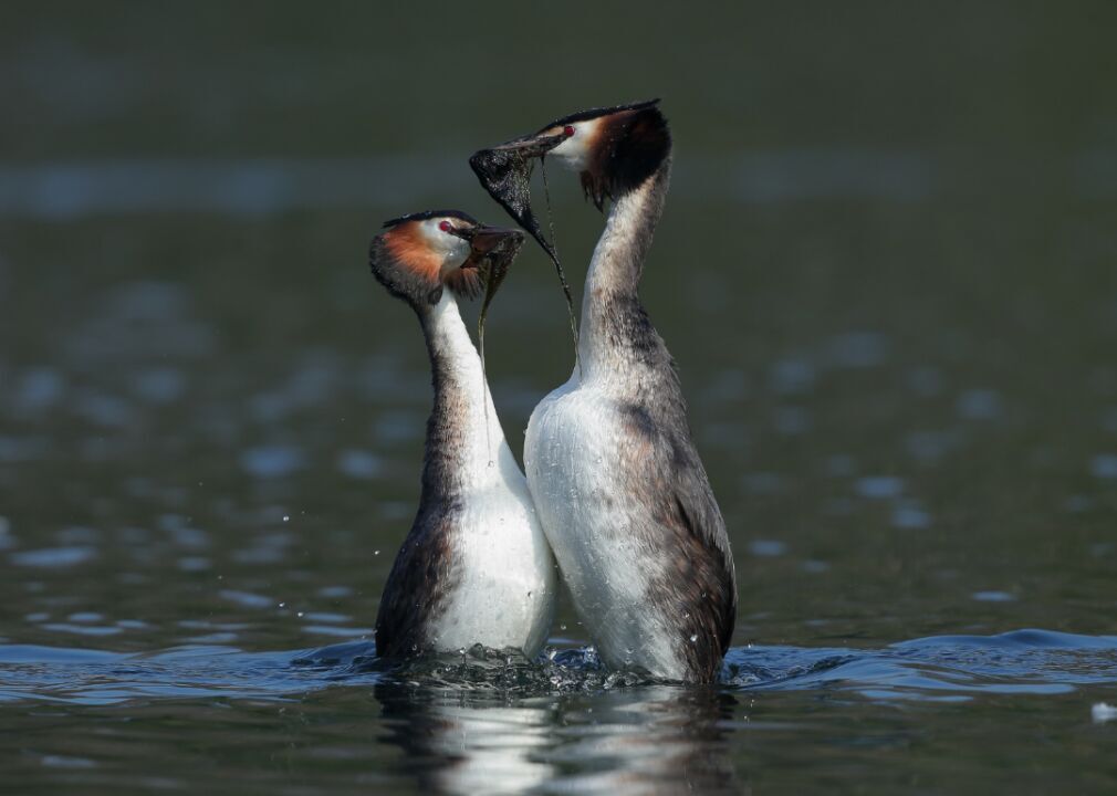 Ducks